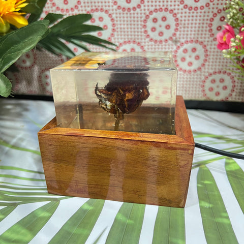 Resin Single Rose LED Lamp with LED wooden stand Flowers Preservation